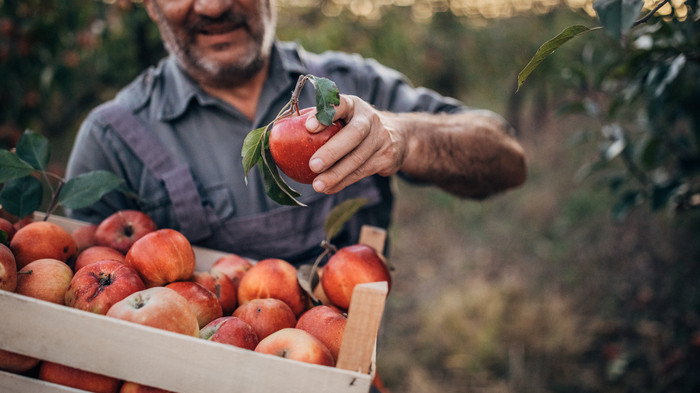 Calendário 2025: saiba quais são os frutos de época de cada mês