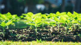 Saiba como anda a agricultura no RS após períodos de chuvas intensas no primeiro semestre do ano 