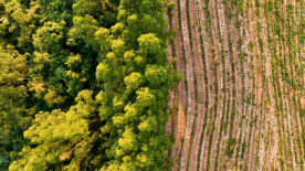 Dia da árvore: entenda como o desmatamento afetará as gerações futuras e o trabalho agrícola