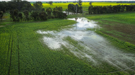 Chuvas no Rio Grande do Sul e o impacto na agricultura
