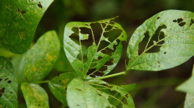 Quais pragas mais preocupam a produção agrícola e como preveni-las de forma sustentável?